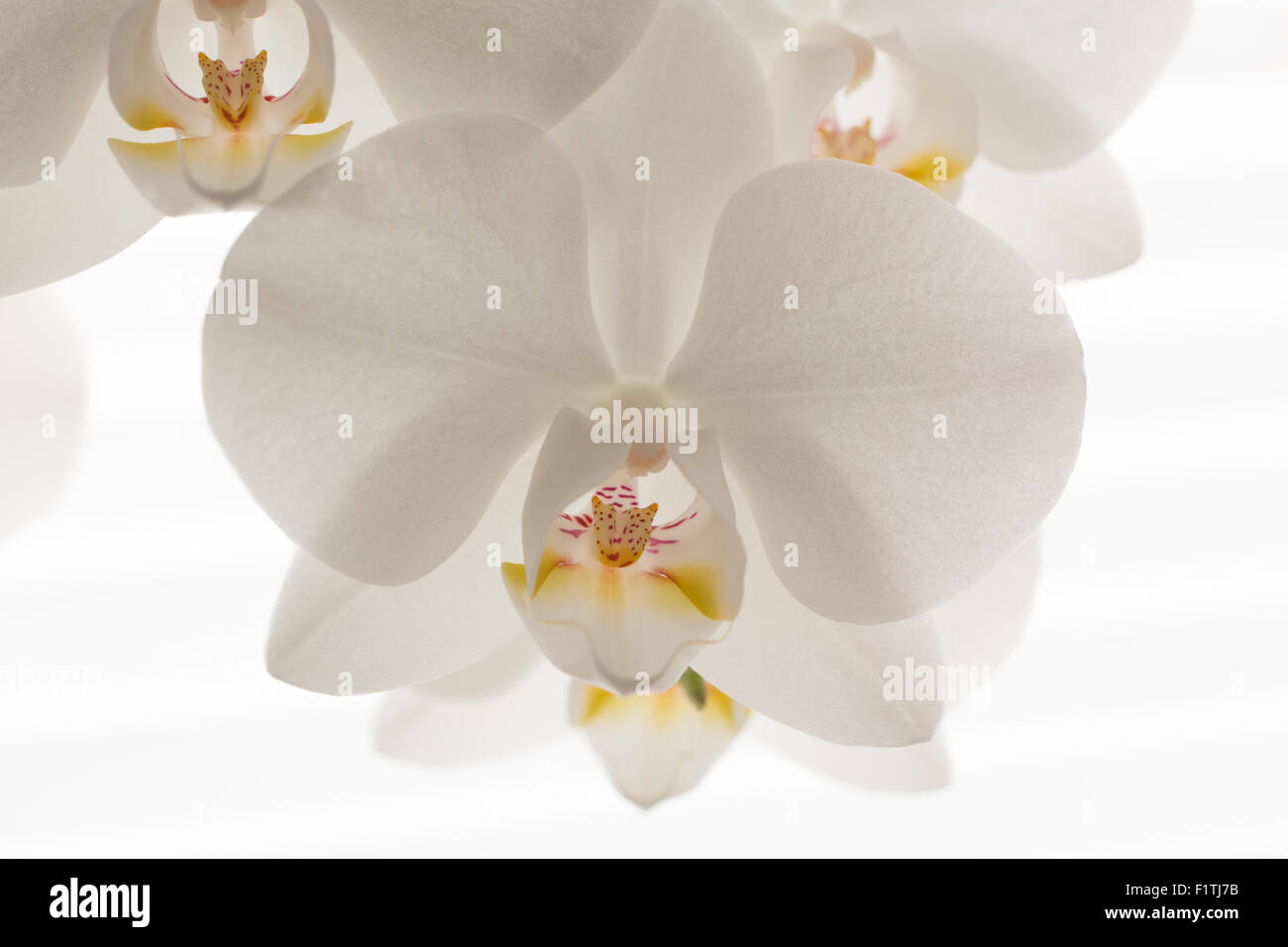 Close-up of white orchid Stock Photo