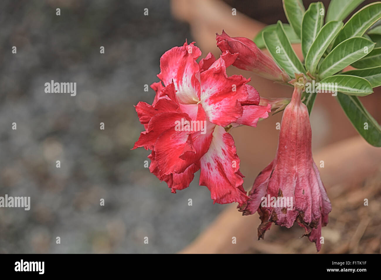 Adenium obesum tree, Pink Flower,  Desert Rose Stock Photo