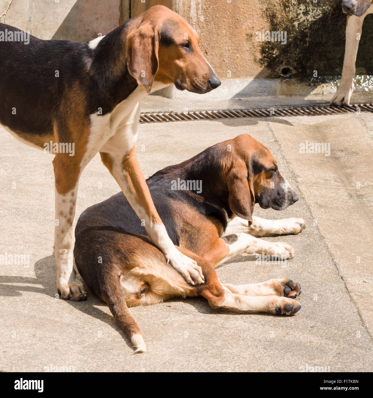 My dog, not yours. A dog seems to put a proprietary foot on another dog in the compound for the hunting dogs Stock Photo