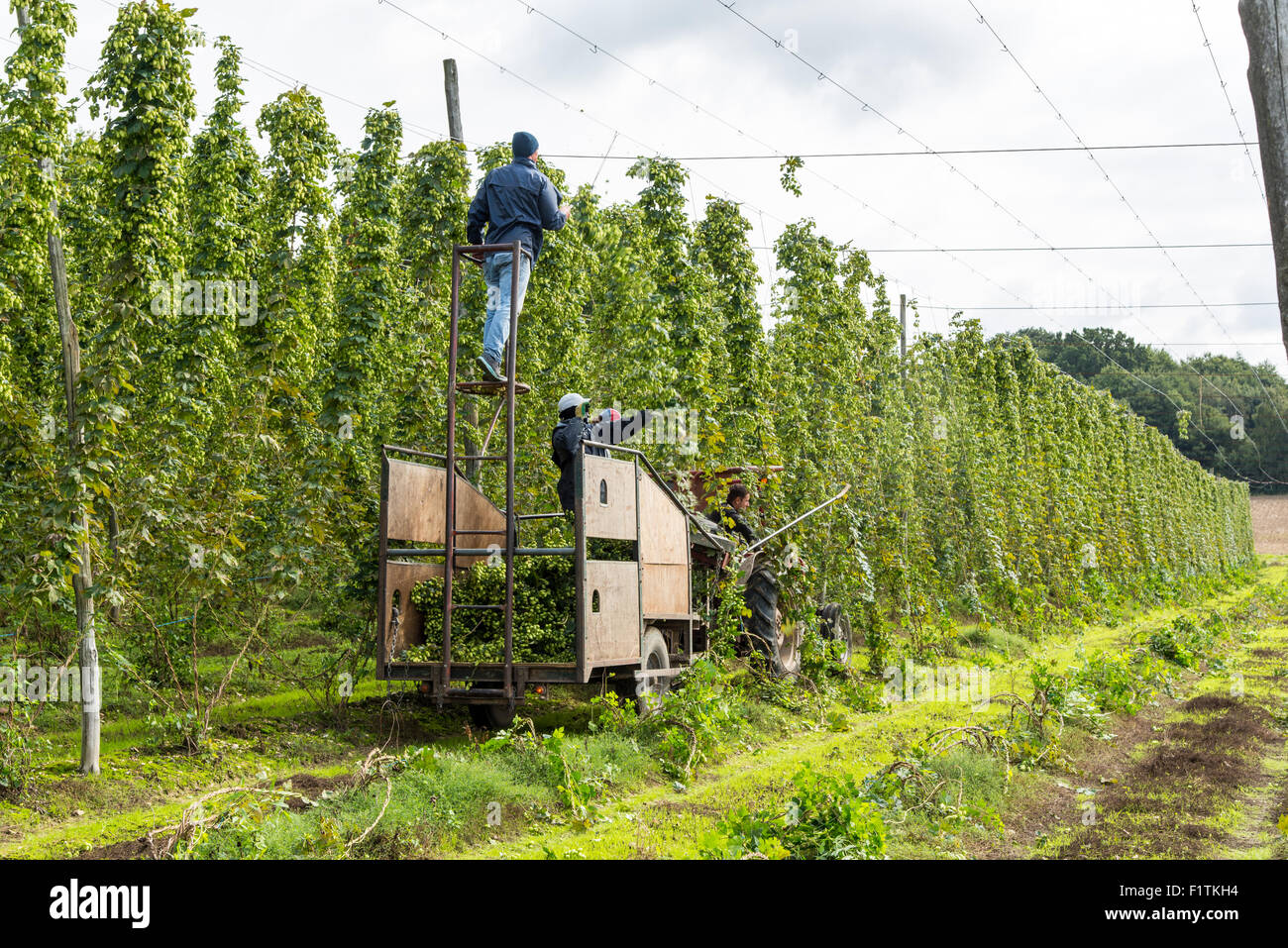 Hop garden faversham hires stock photography and images Alamy