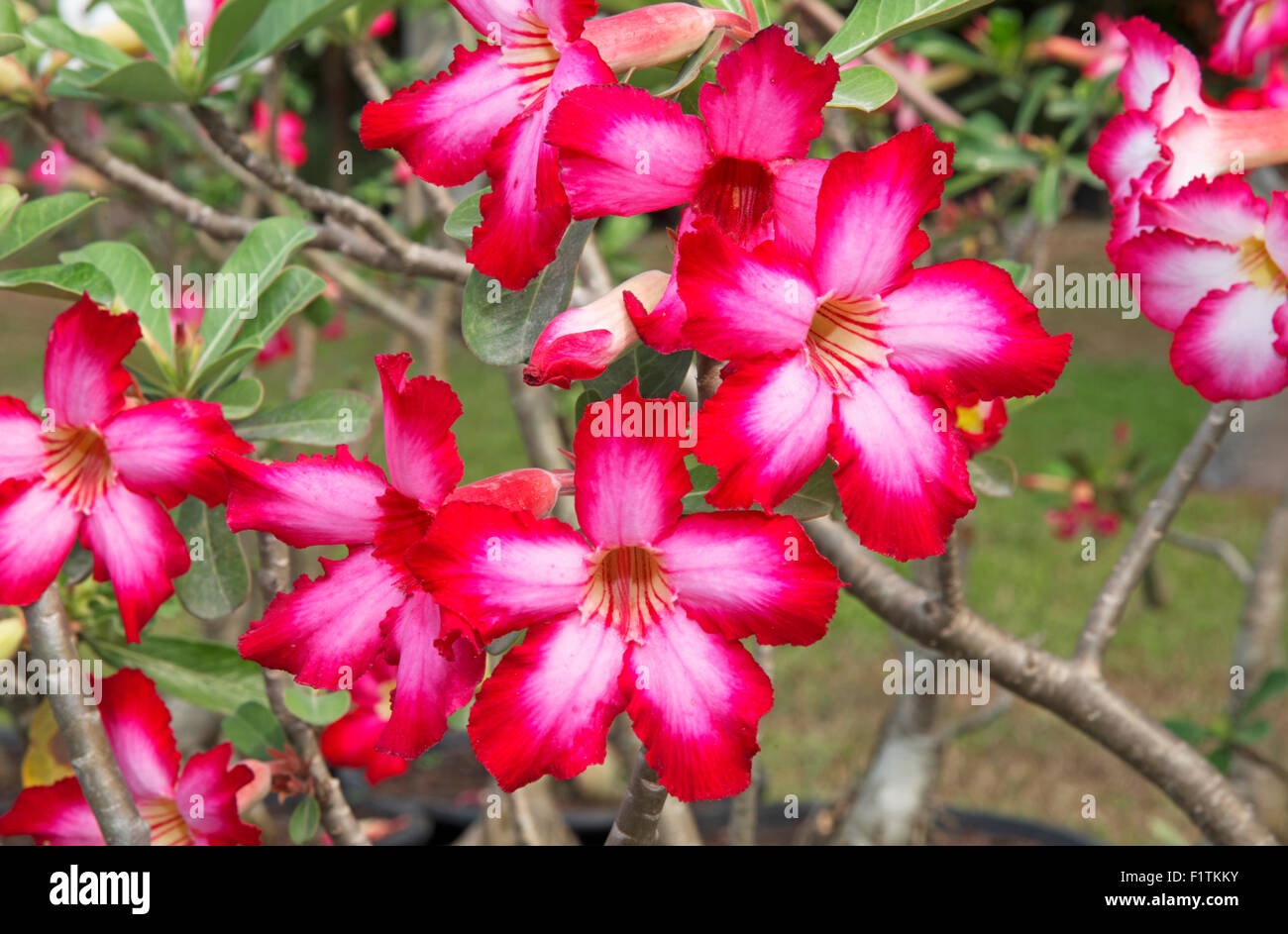 Red frangipani flowers on the branches of its tree Stock Photo