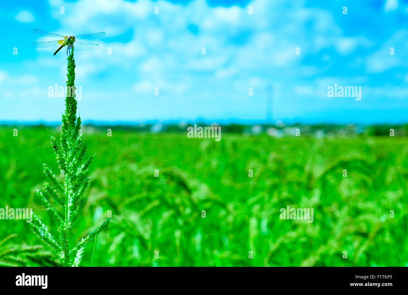 closeup of a dragonfly on a rice plant in a paddy field in the Ebro Delta, in Catalonia, Spain Stock Photo