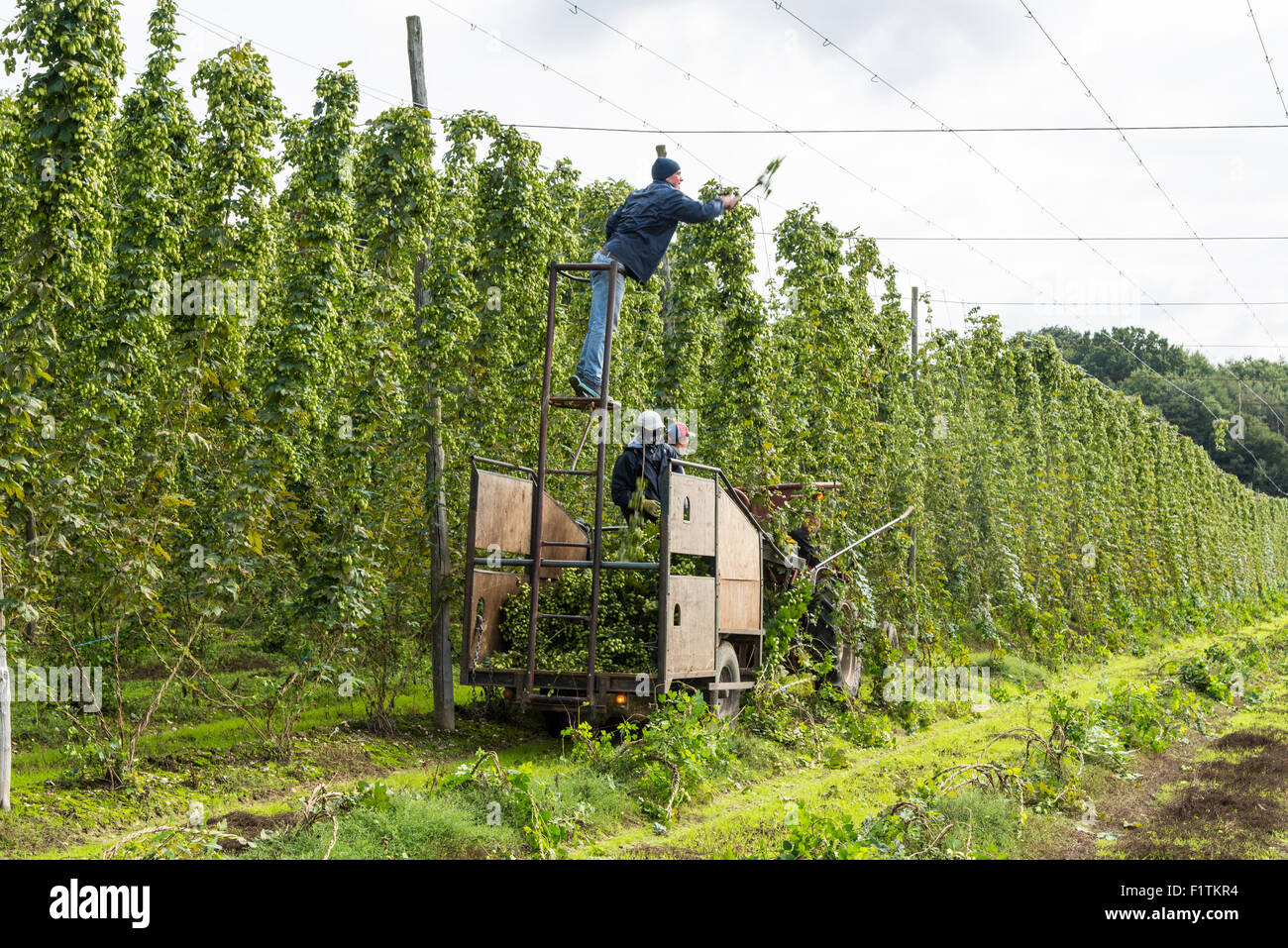Hop garden faversham hires stock photography and images Alamy