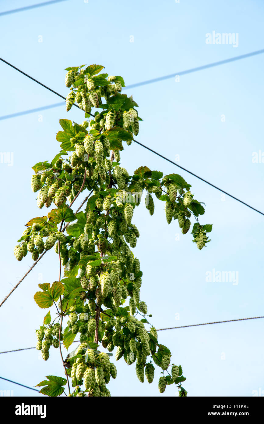 Selling, near Faversham, Kent 7 September 2015. Hop Harvest. East Kent