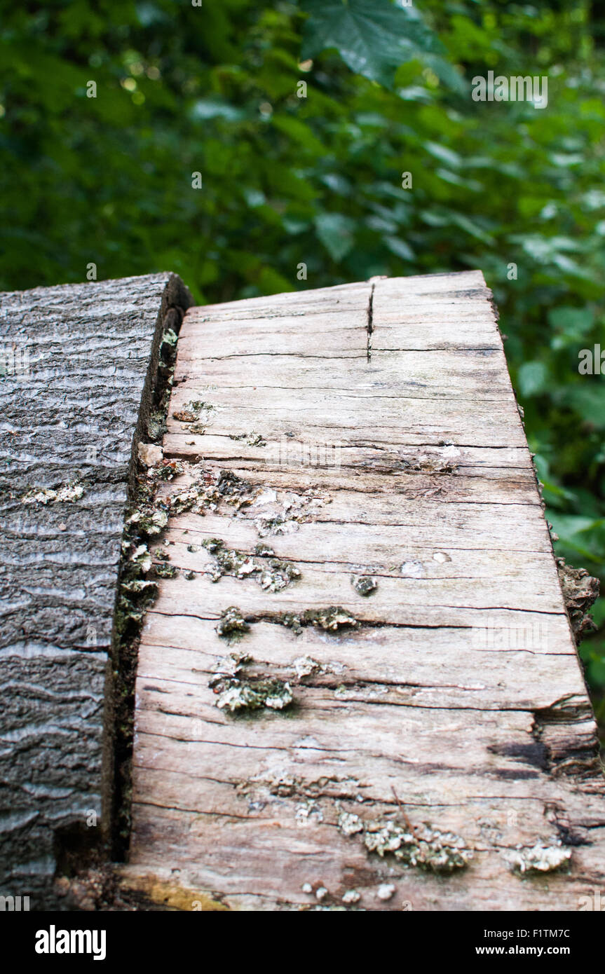 Felled tree with bark and exposed wood texture Stock Photo