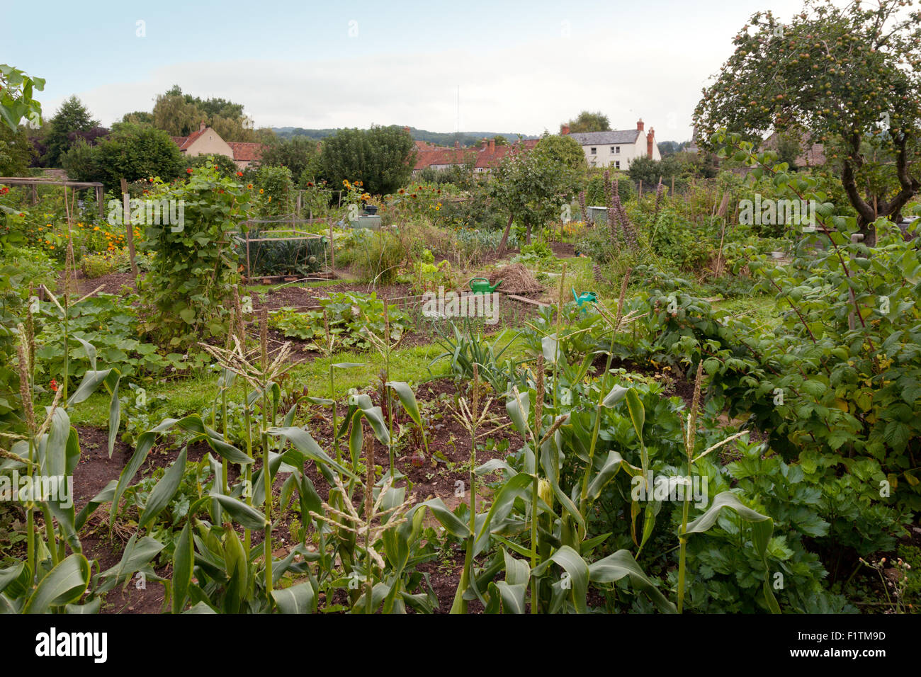 Allotments in the city of Wells, Somerset UK Stock Photo