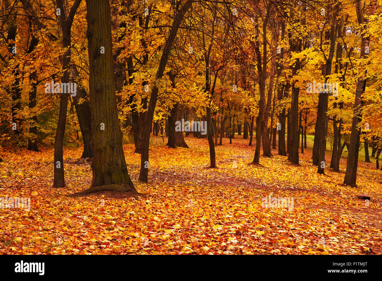 colorful autumn maple trees in park Stock Photo - Alamy