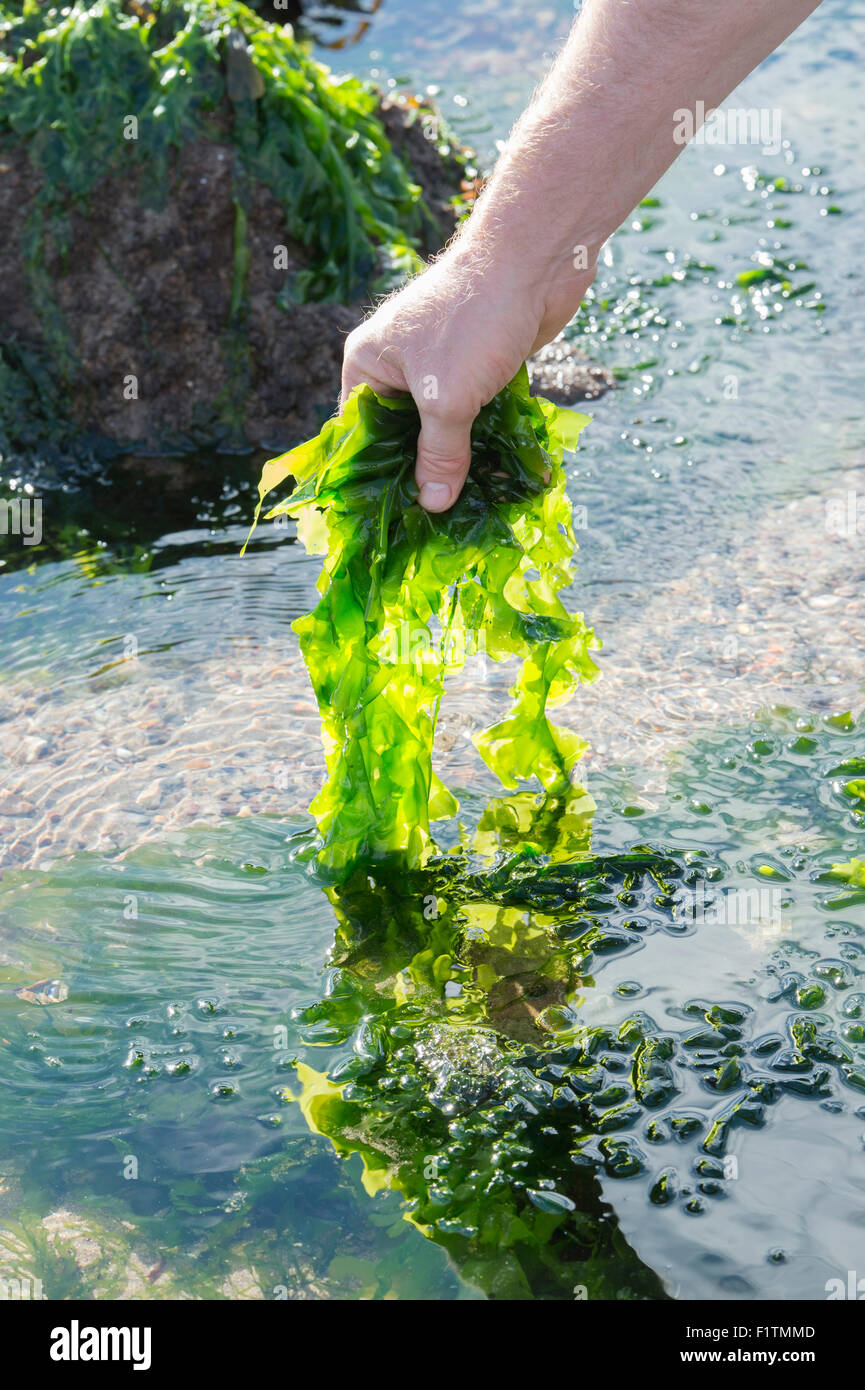 Ulva lactuca. Man Foraging seaweed / sea lettuce on the Northumberland coastline. UK Stock Photo