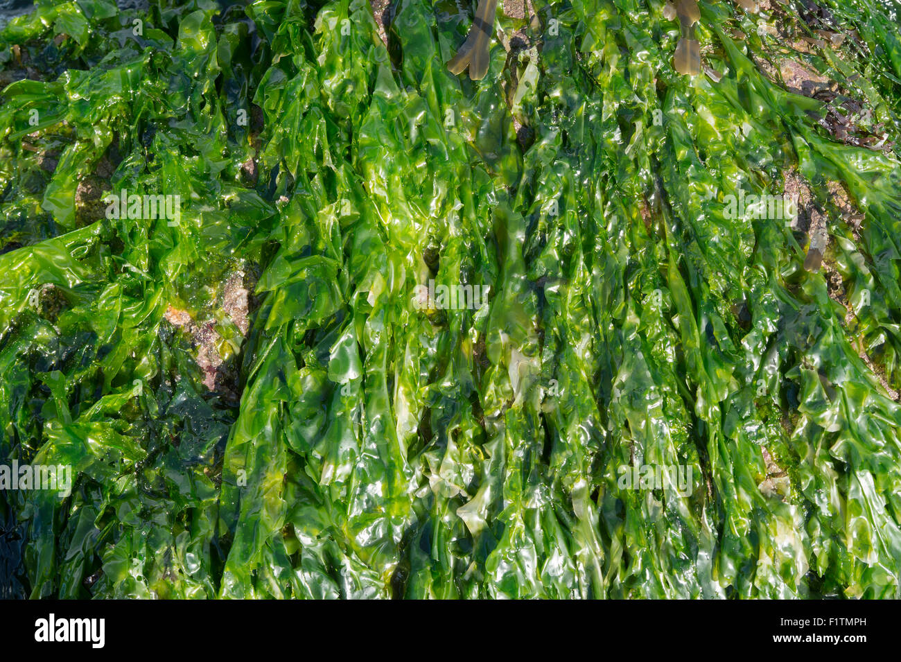 Ulva lactuca. Seaweed / sea lettuce on the Northumberland coastline. UK Stock Photo