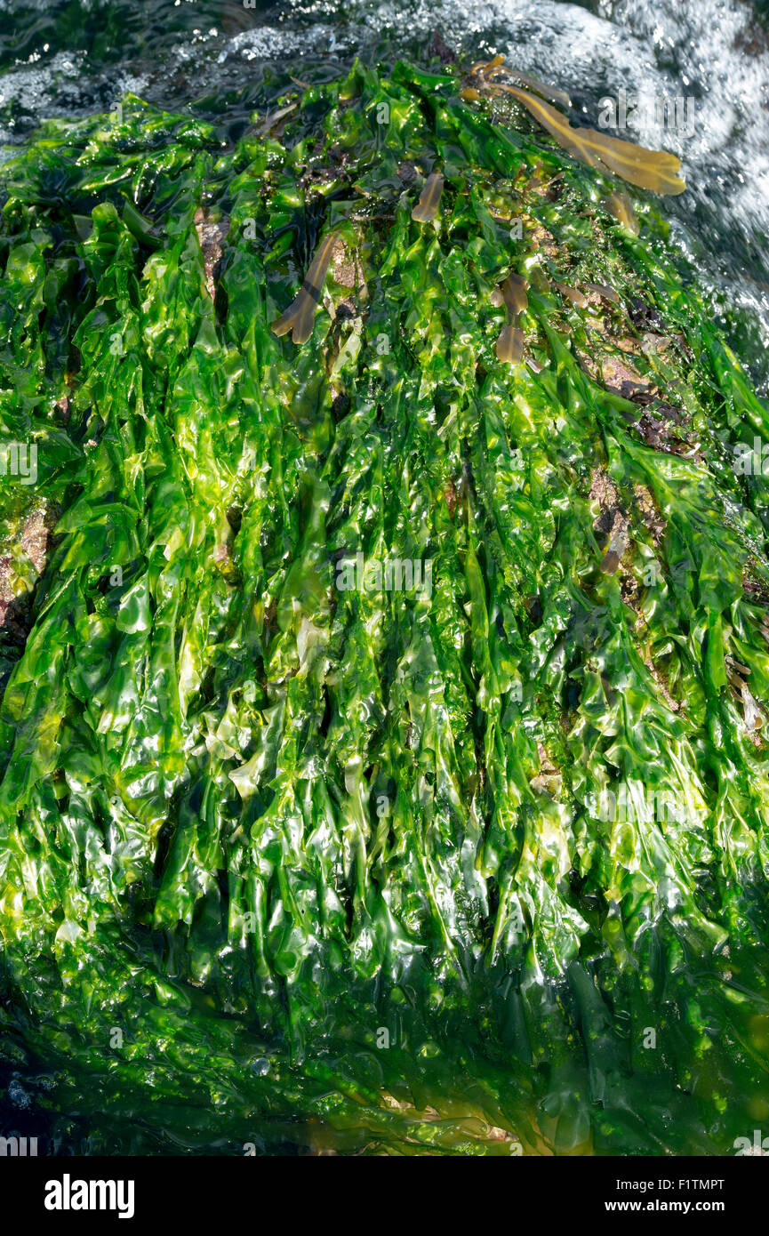 Ulva lactuca. Seaweed / sea lettuce on the Northumberland coastline. UK Stock Photo