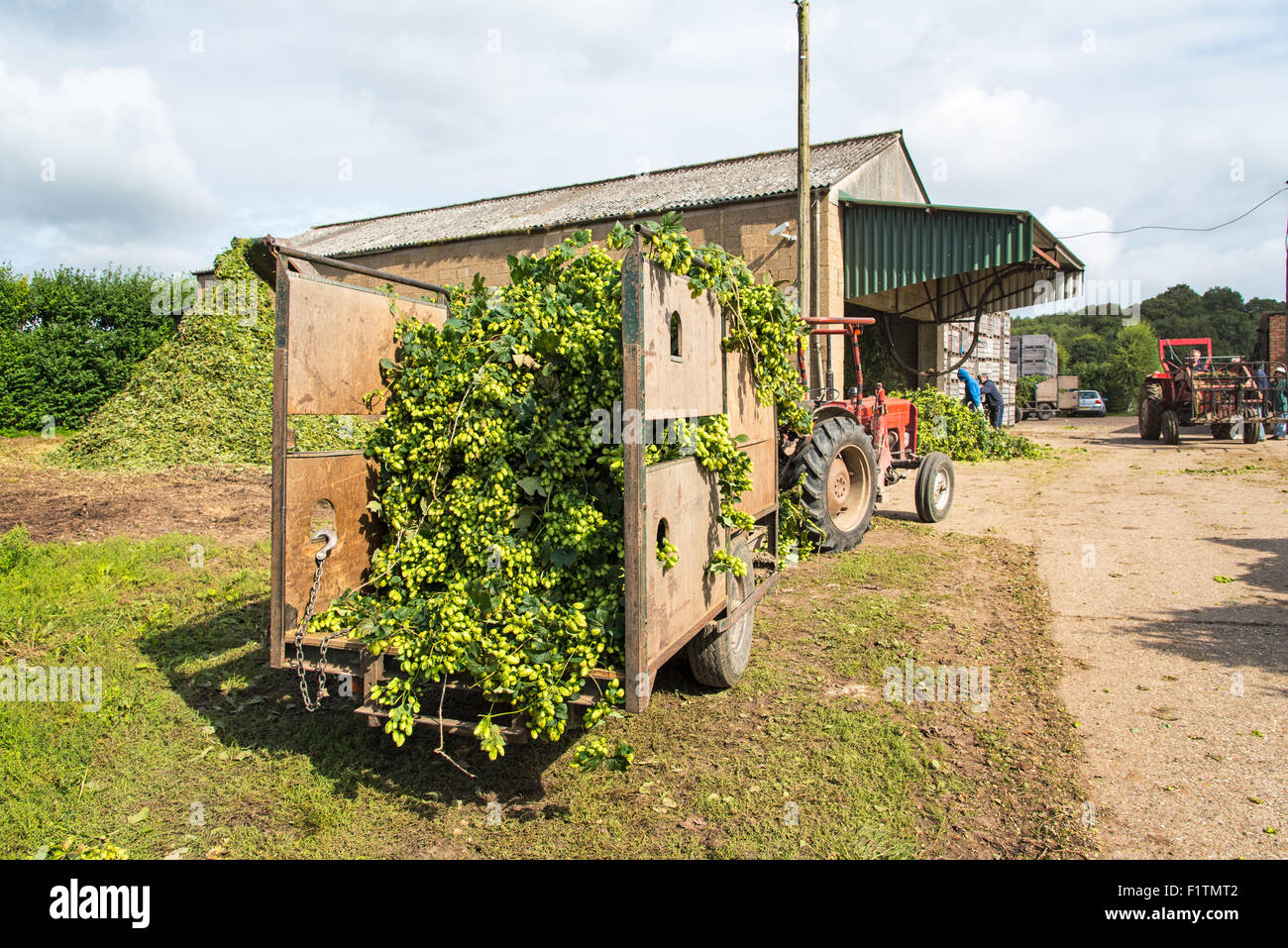 Selling, near Faversham, Kent, UK. 7th September 2015. Hop Harvest
