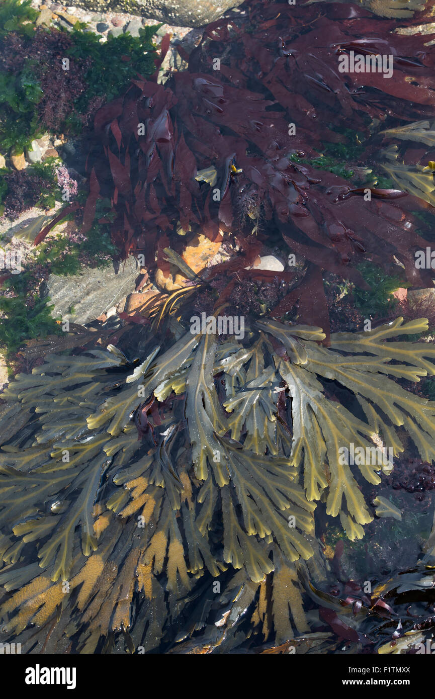 Fucus serratus. Seaweed / Toothed wrack and Dulse on the Northumberland coastline. UK Stock Photo