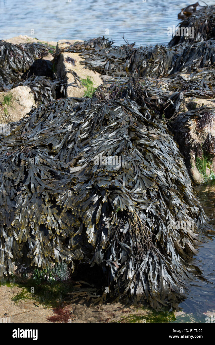 Fucus serratus. Seaweed / Toothed wrack on the Northumberland coastline. UK Stock Photo