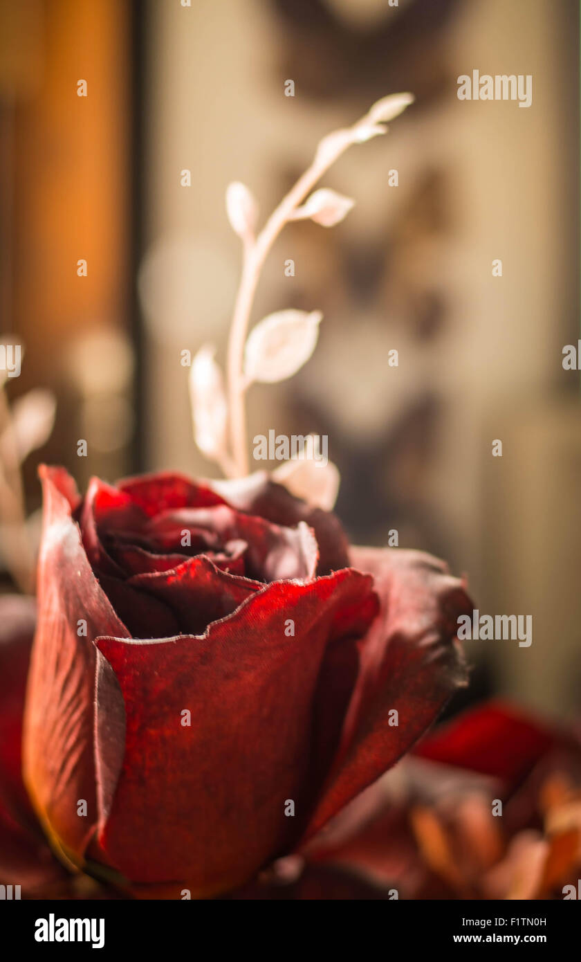 Red Rose with blur the background Stock Photo - Alamy