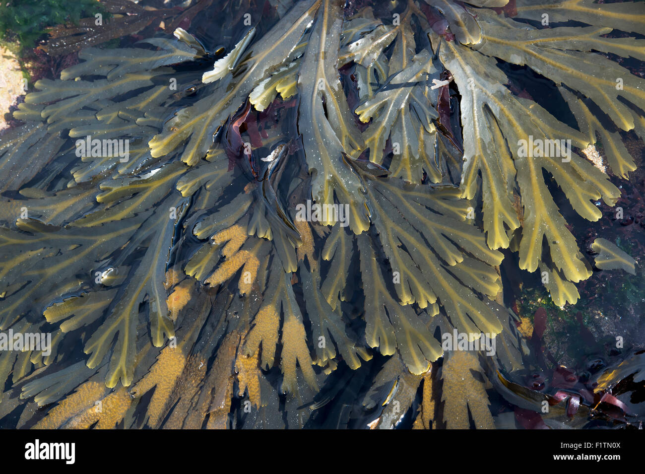 Edible seaweeds uk hires stock photography and images Alamy