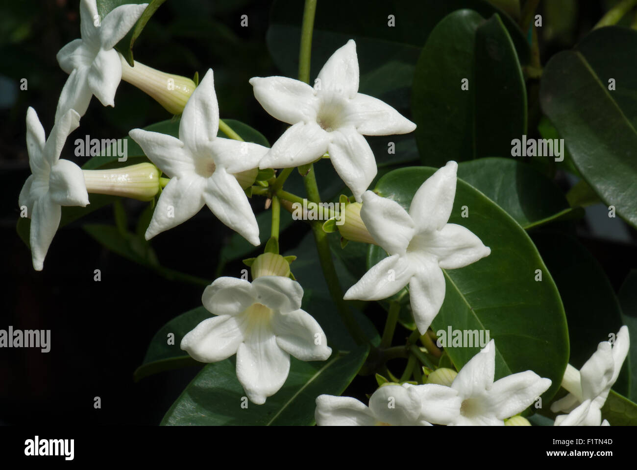 Stephanotis jasminoides, Madagascar Jasmine Stock Photo 87209933 Alamy