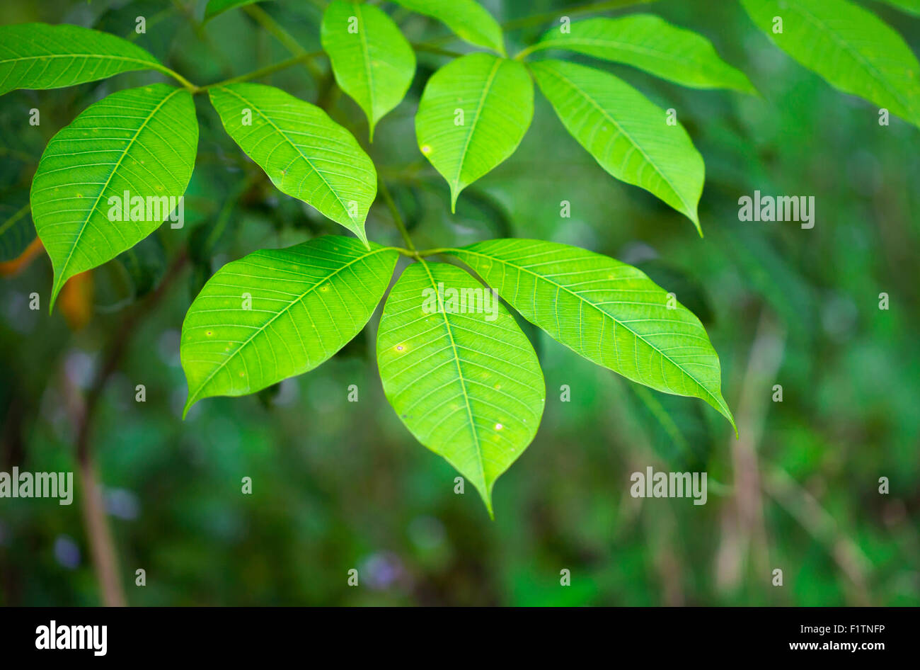 Rubber trees plantation in the southern part of Thailand Stock Photo