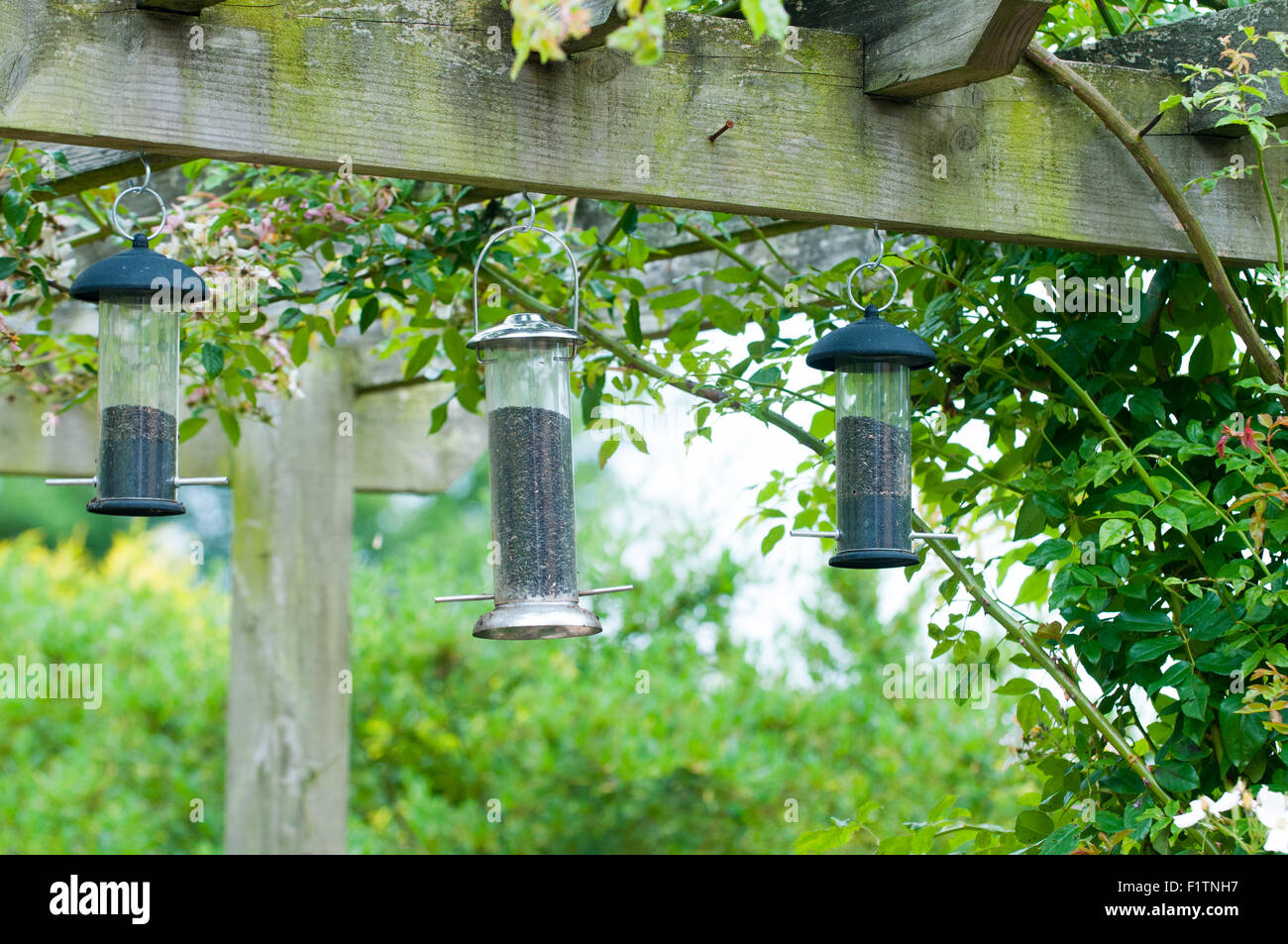 Three hanging bird feeders Stock Photo
