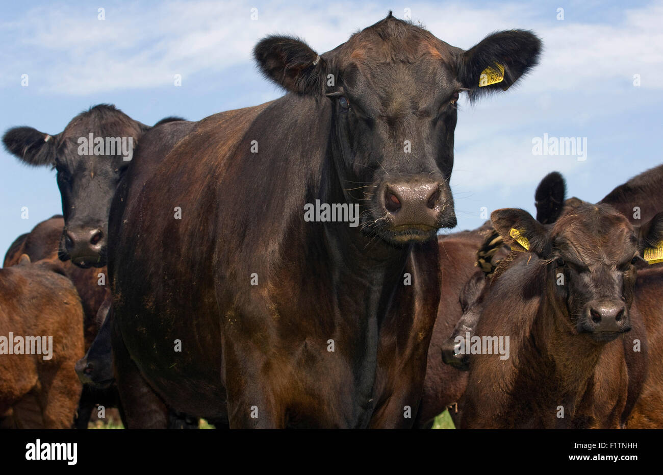 Herd of Aberdeen Angus beef cattle,farmed for its meat for food.a UK farms cow livestock farmyard countryside rural Stock Photo