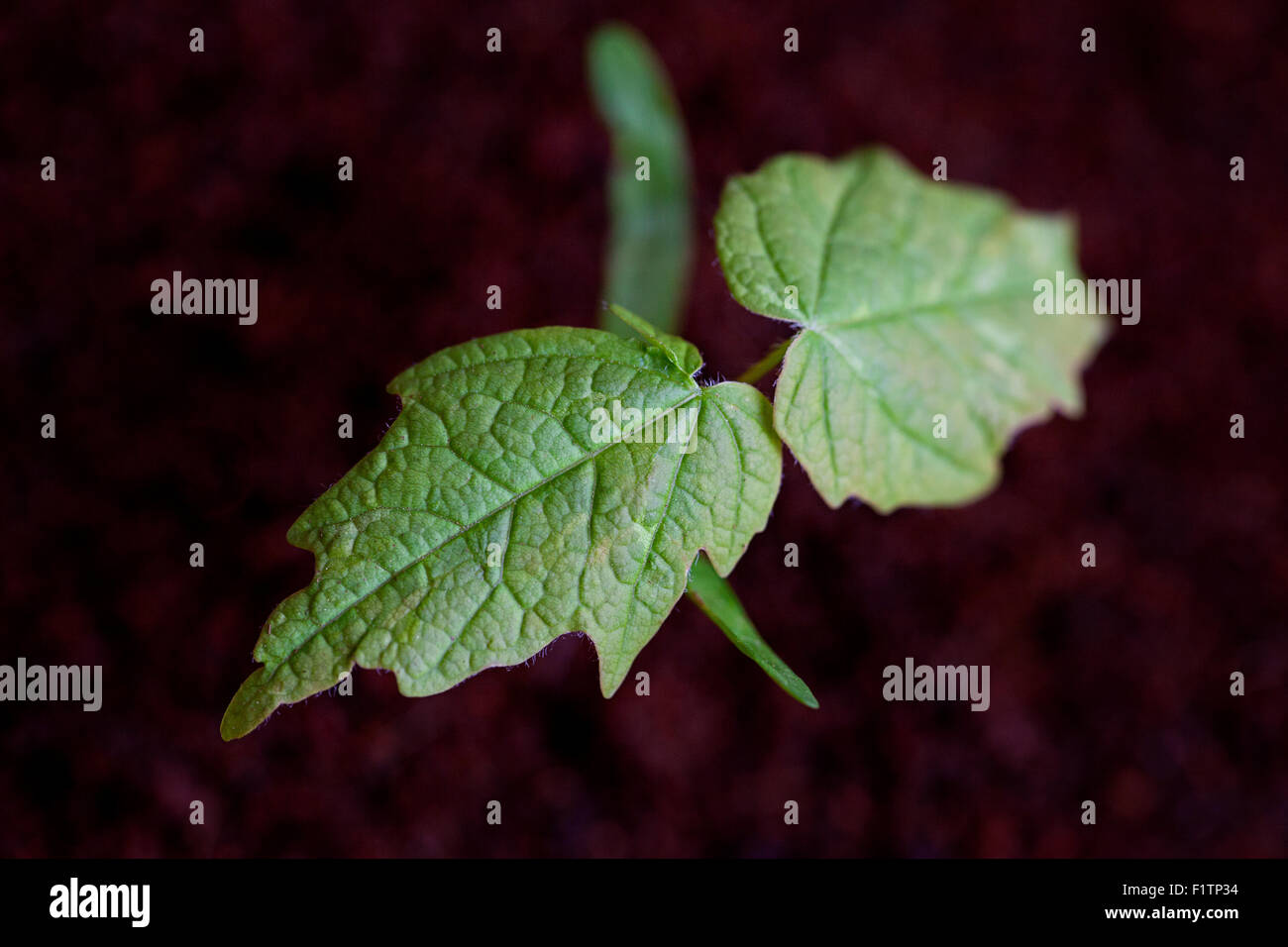 Sugar maple tree hi-res stock photography and images - Alamy