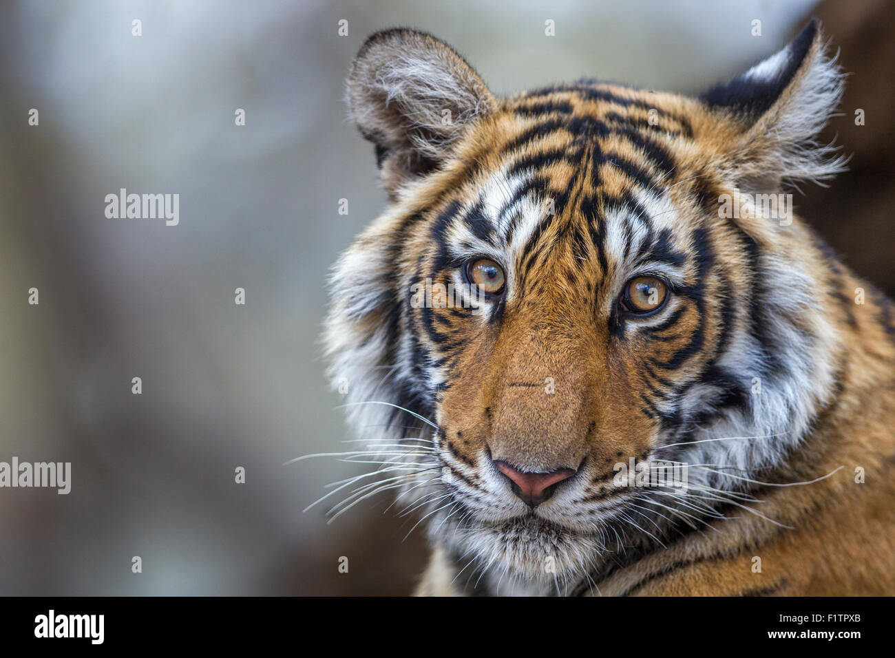 Young wild Bengal Tiger Portrait  Ranthambhore forest. [Panthera Tigris] Stock Photo