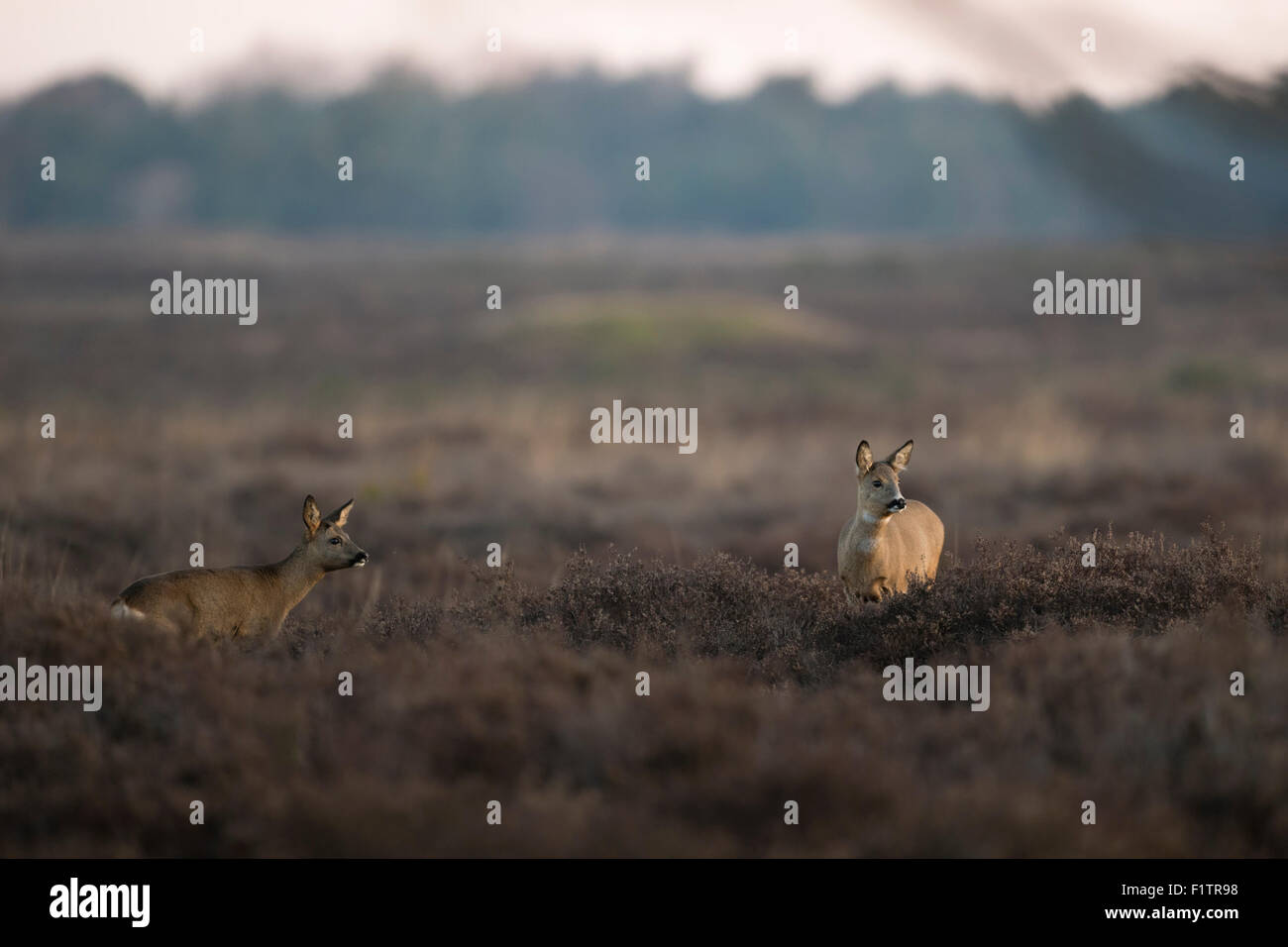 Two attentive Roe deer / Reh ( Capreolus capreolus ) standing in dry heather, wide open land at dawn. Stock Photo