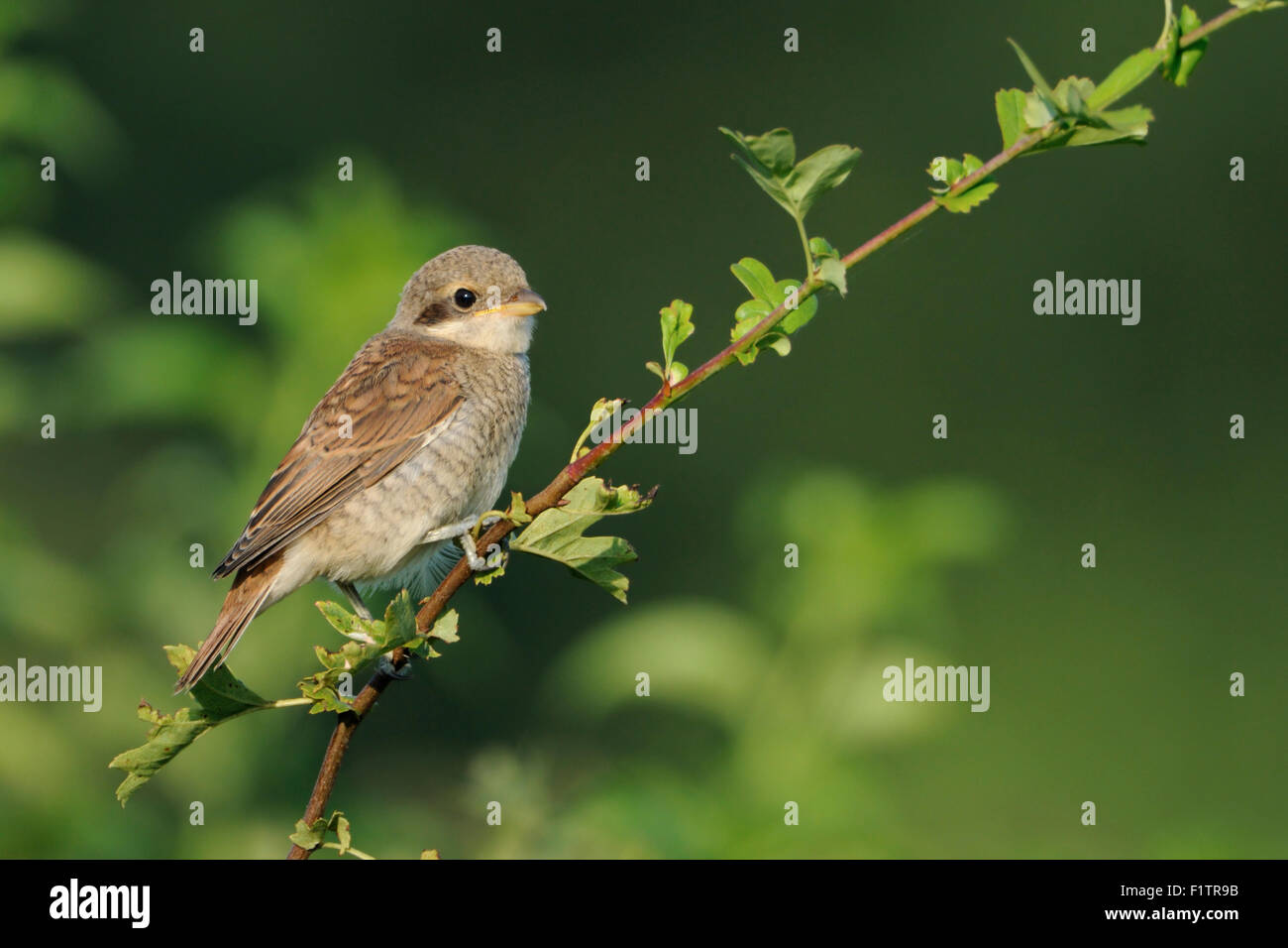 Young Red-backed shrike / Neuntoeter ( Lanius collurio ) perching on an exposed branch of a hedge between green leaves. Stock Photo