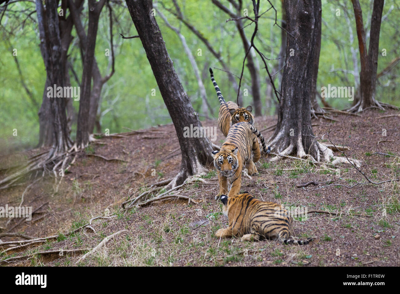 Bengal Tiger siblings in a Playful fight, at Ranthambhore forest. [Panthera Tigris] Stock Photo