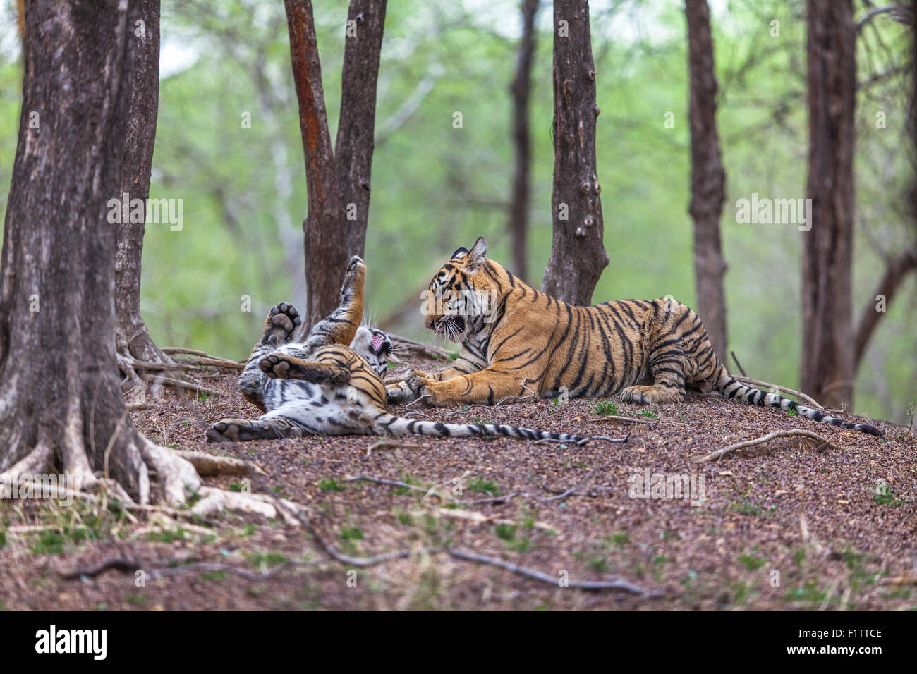 Bengal Tiger siblings in a Playful fight, at Ranthambhore forest ...