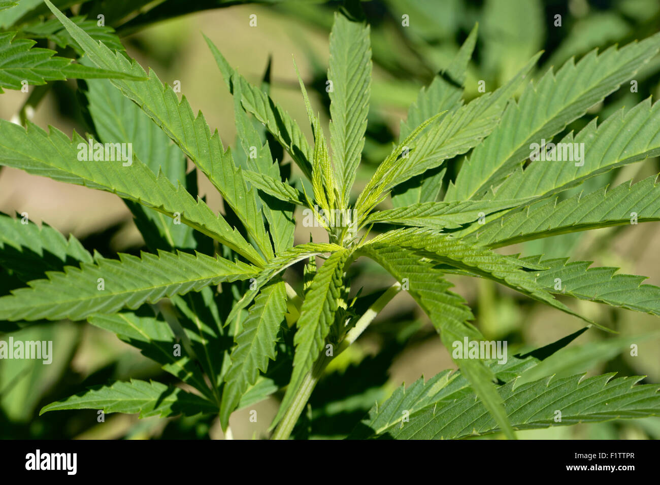 Female cannabis plant Stock Photo