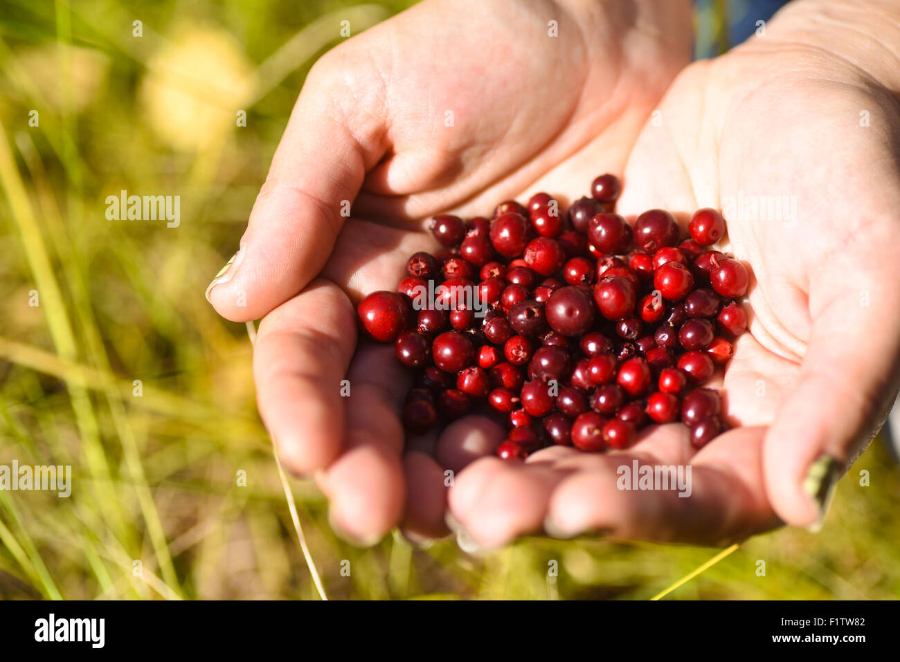 Bright red, ripe cranberries in outstretched hands Stock Photo