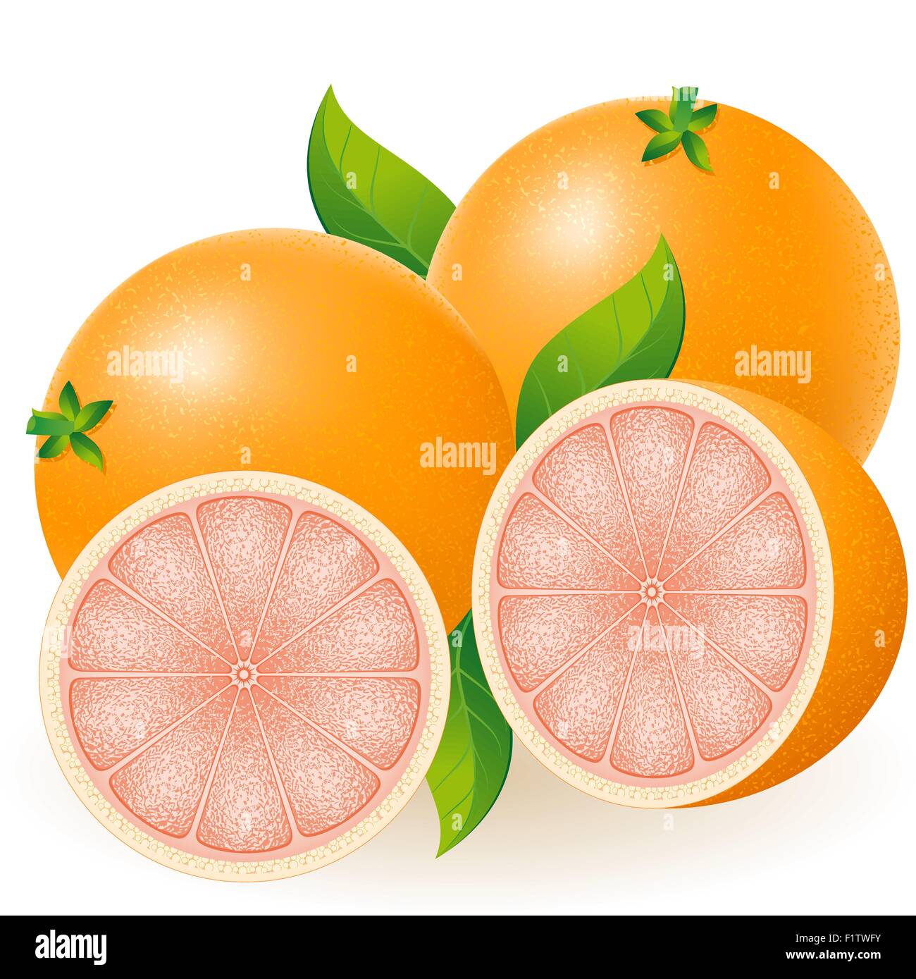 grapefruit vector illustration isolated on white background Stock ...