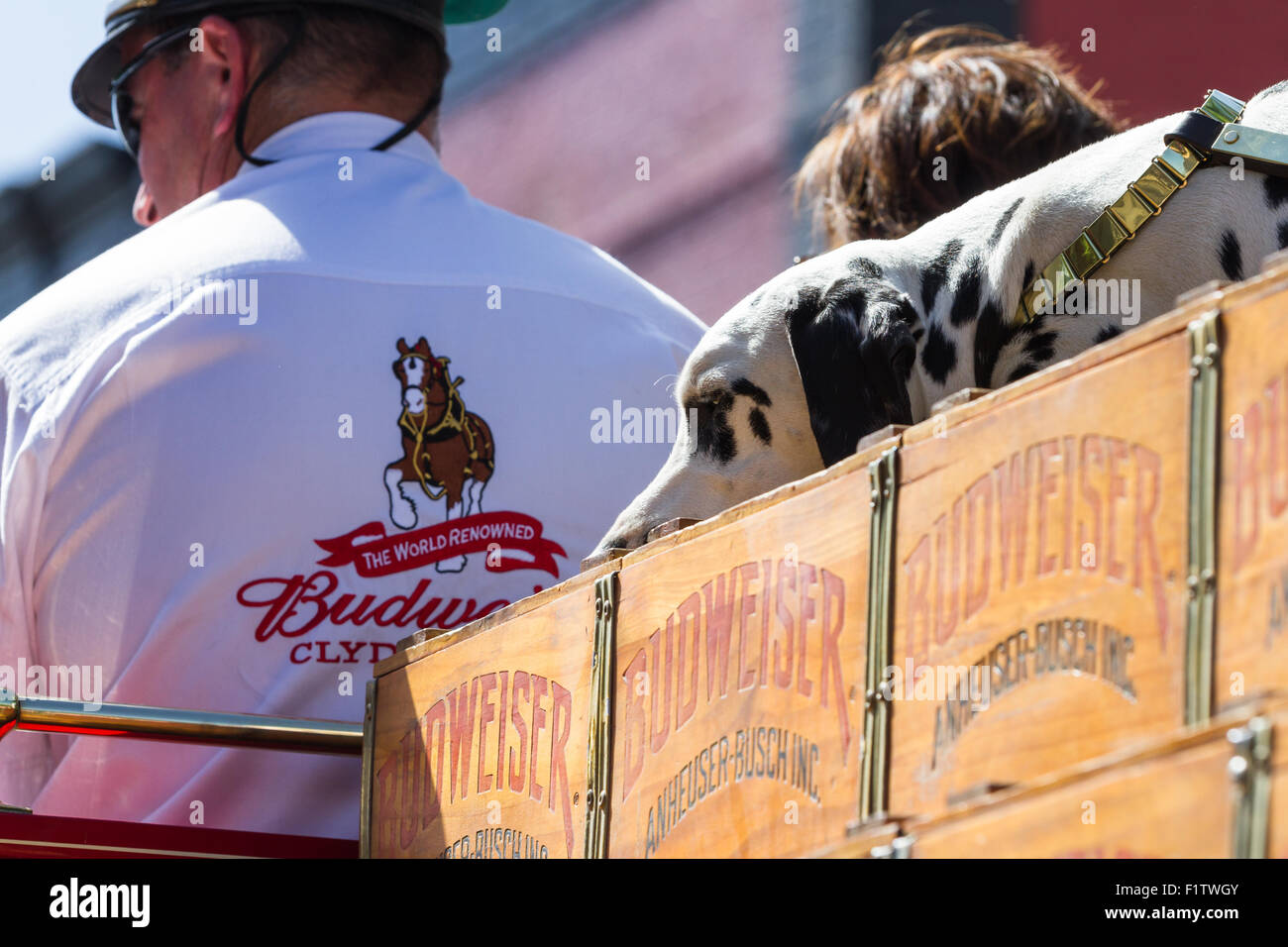 Coeur d' Alene, Idaho June 12 Chip, the 2 year old Budweiser dog