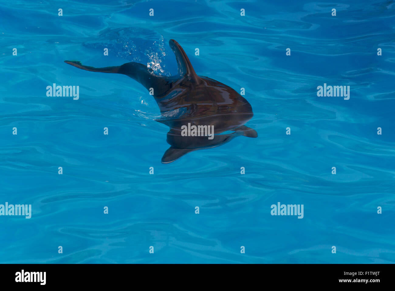 close up of young dolphin in pool Stock Photo