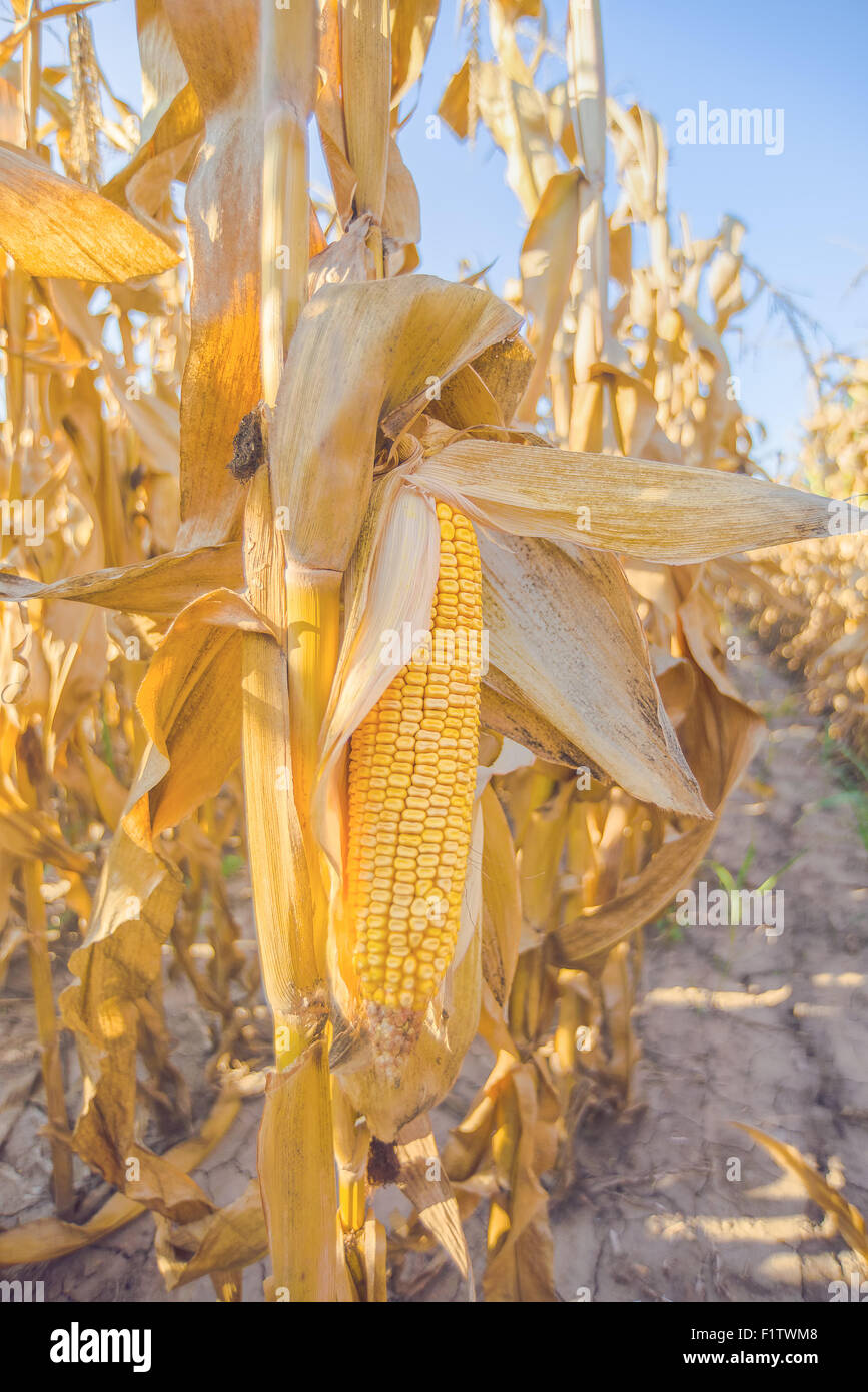 Corn ear hires stock photography and images Alamy