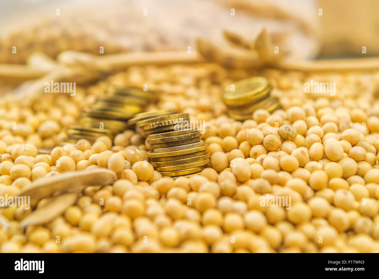 Making profit from soybean cultivation, soya bean plant, pods and beans