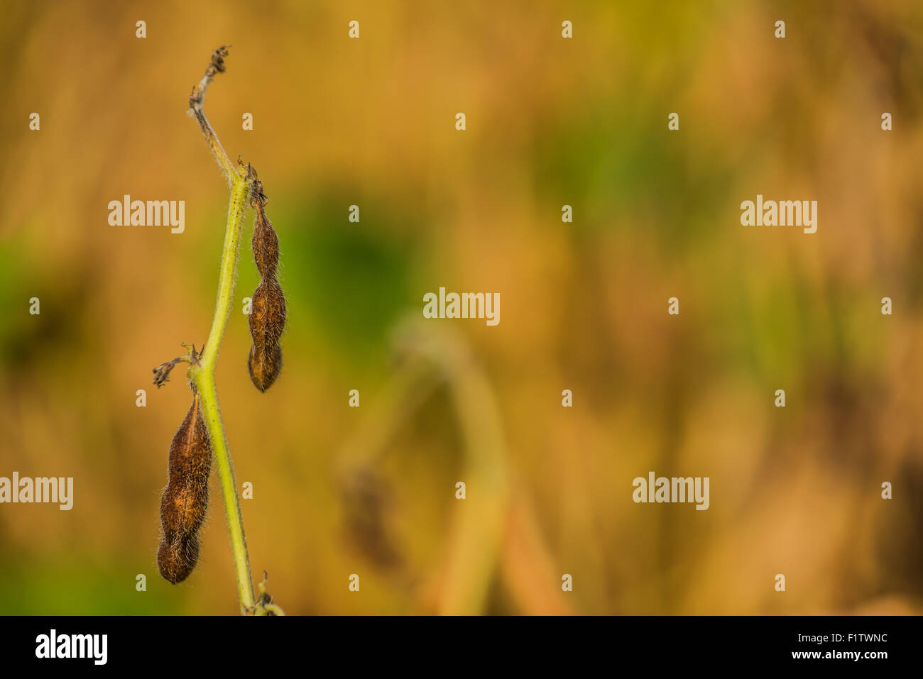 Soybean crops in field, soya bean growing on plantation, selective focus. Stock Photo