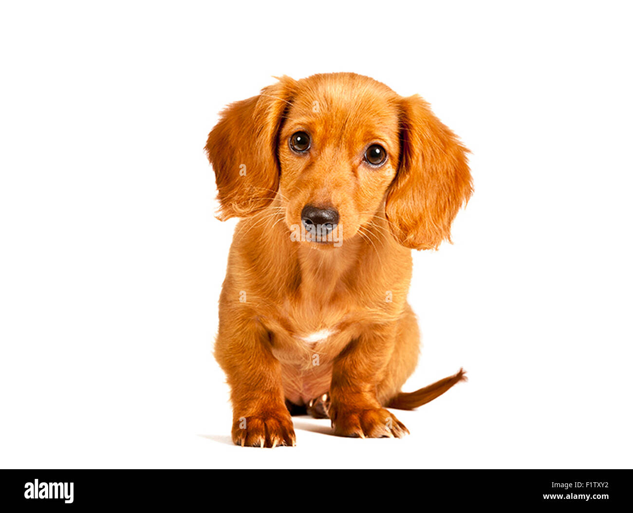 Portrait Of An Adorable cute little puppy on white background Stock ...