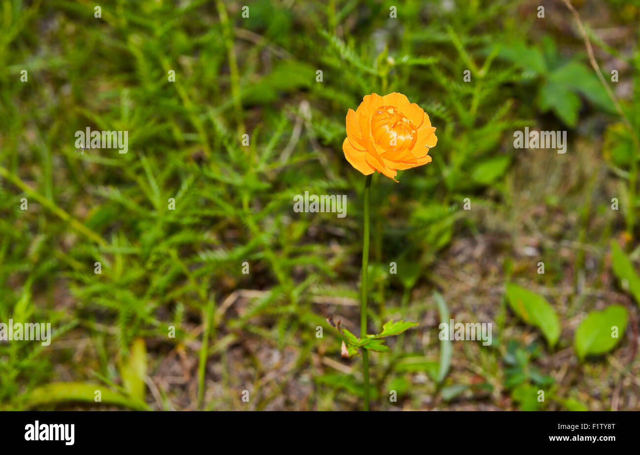 Wild flower in the tundra of the Taimyr Peninsula summer day. Stock Photo