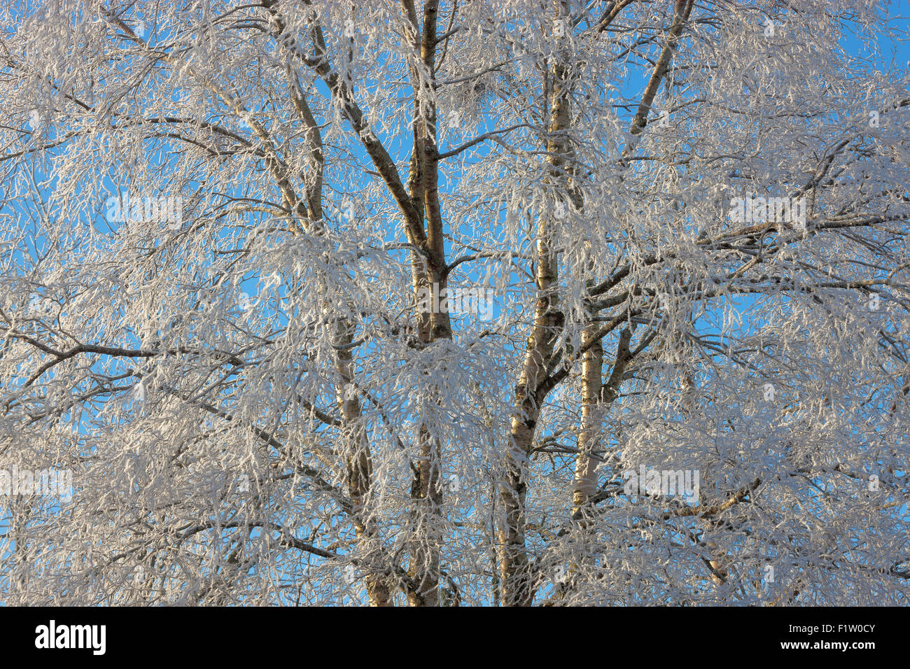snow-covered branches of a birch tree, gotland, sweden Stock Photo