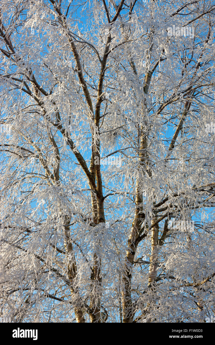 snow-covered branches of a birch tree, gotland, sweden Stock Photo