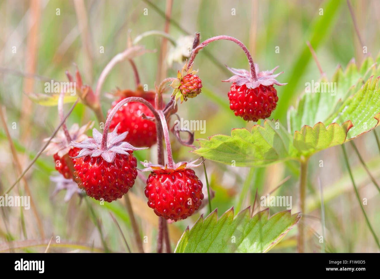 woodland strawberries, fragaria vesca, sweden Stock Photo