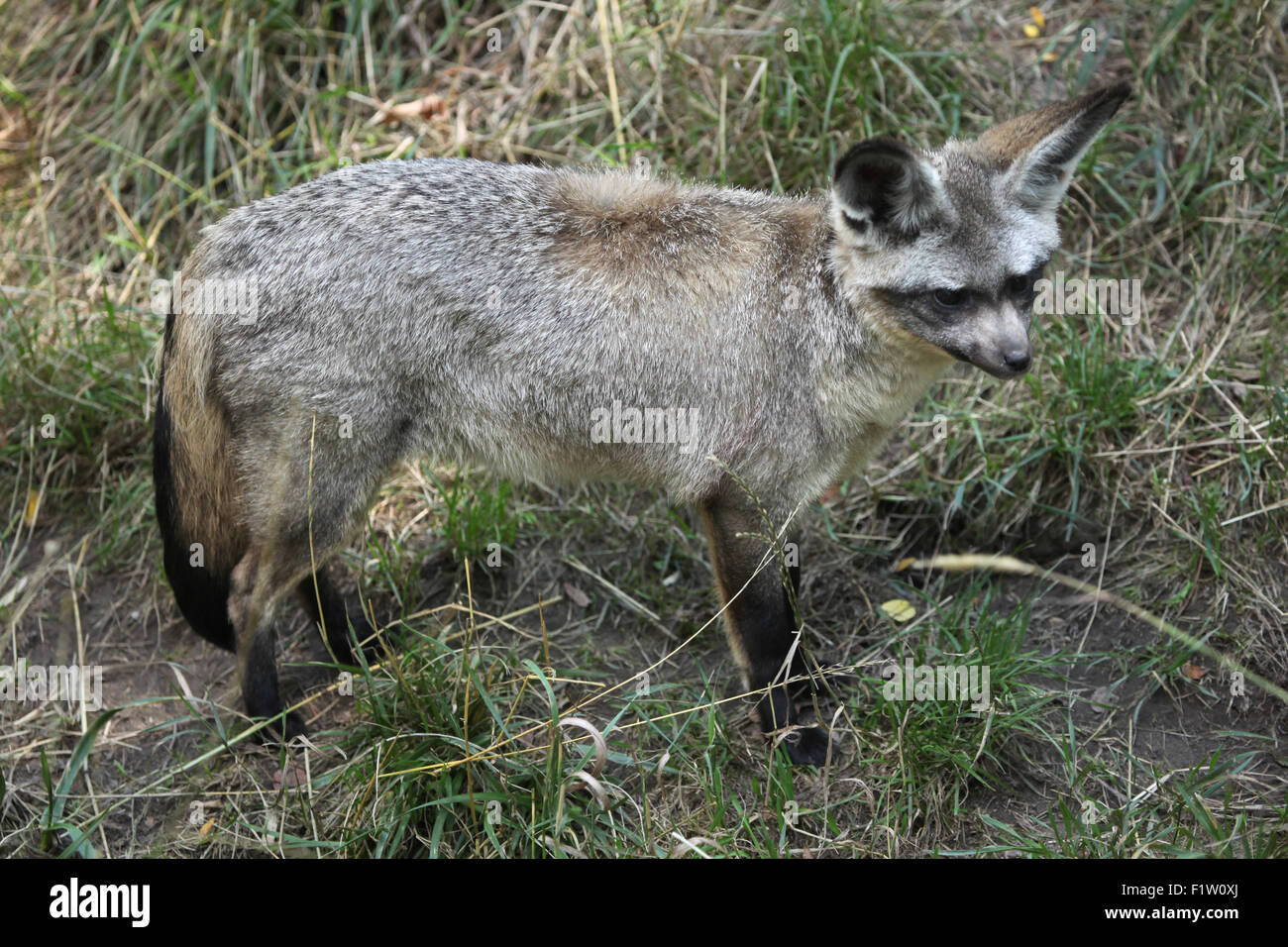 Bat eared fox otocyon megalotis plzen hi-res stock photography and ...