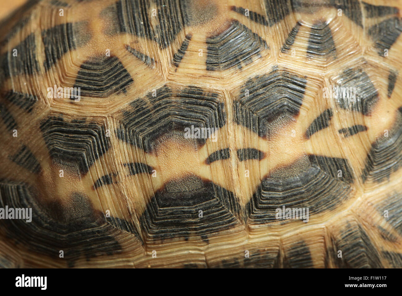 Common spider tortoise (Pyxis arachnoides arachnoides) shell texture