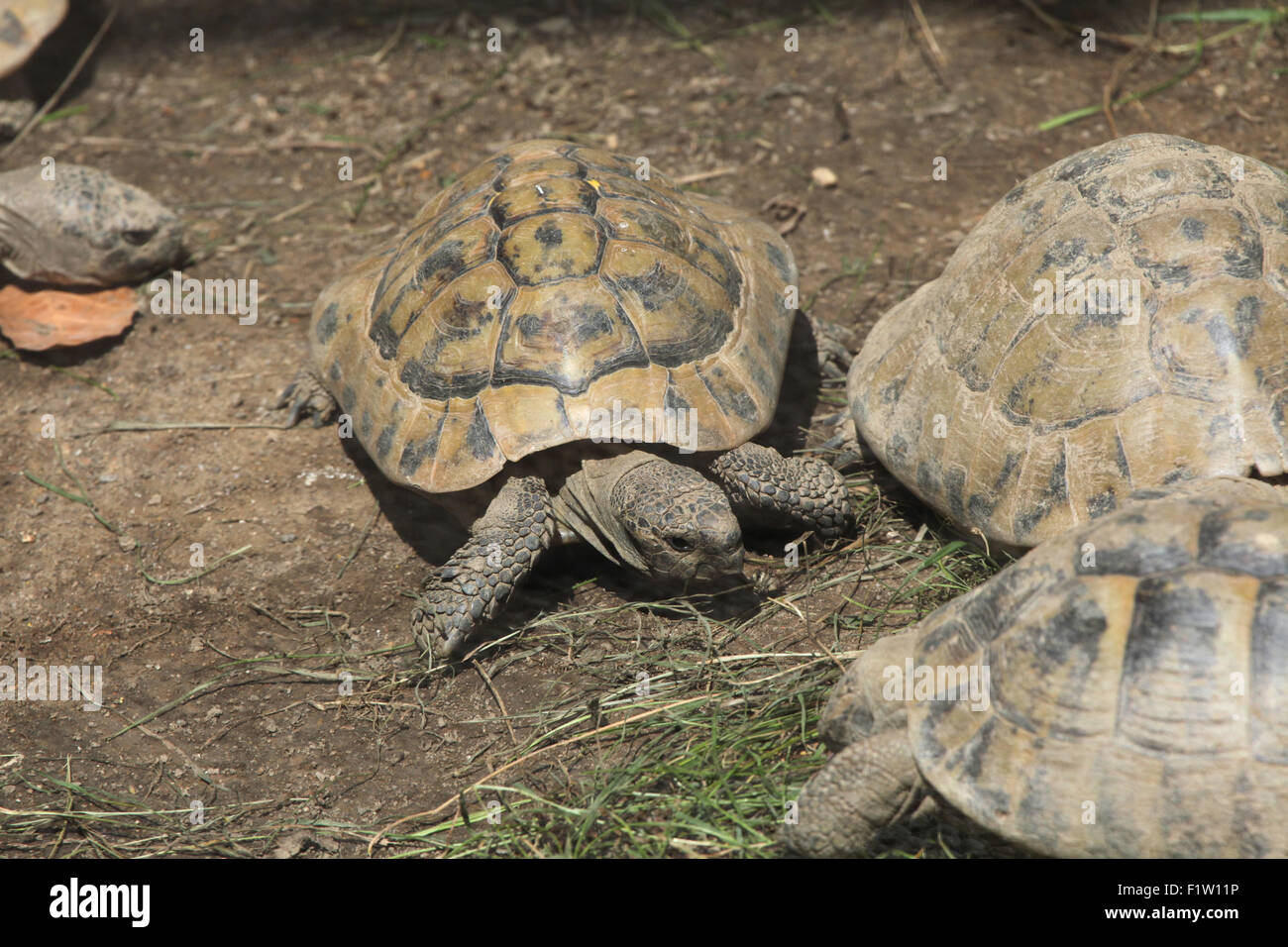 Marginated tortoise (Testudo marginata) at Plzen Zoo in West Bohemia, Czech Republic. Stock Photo