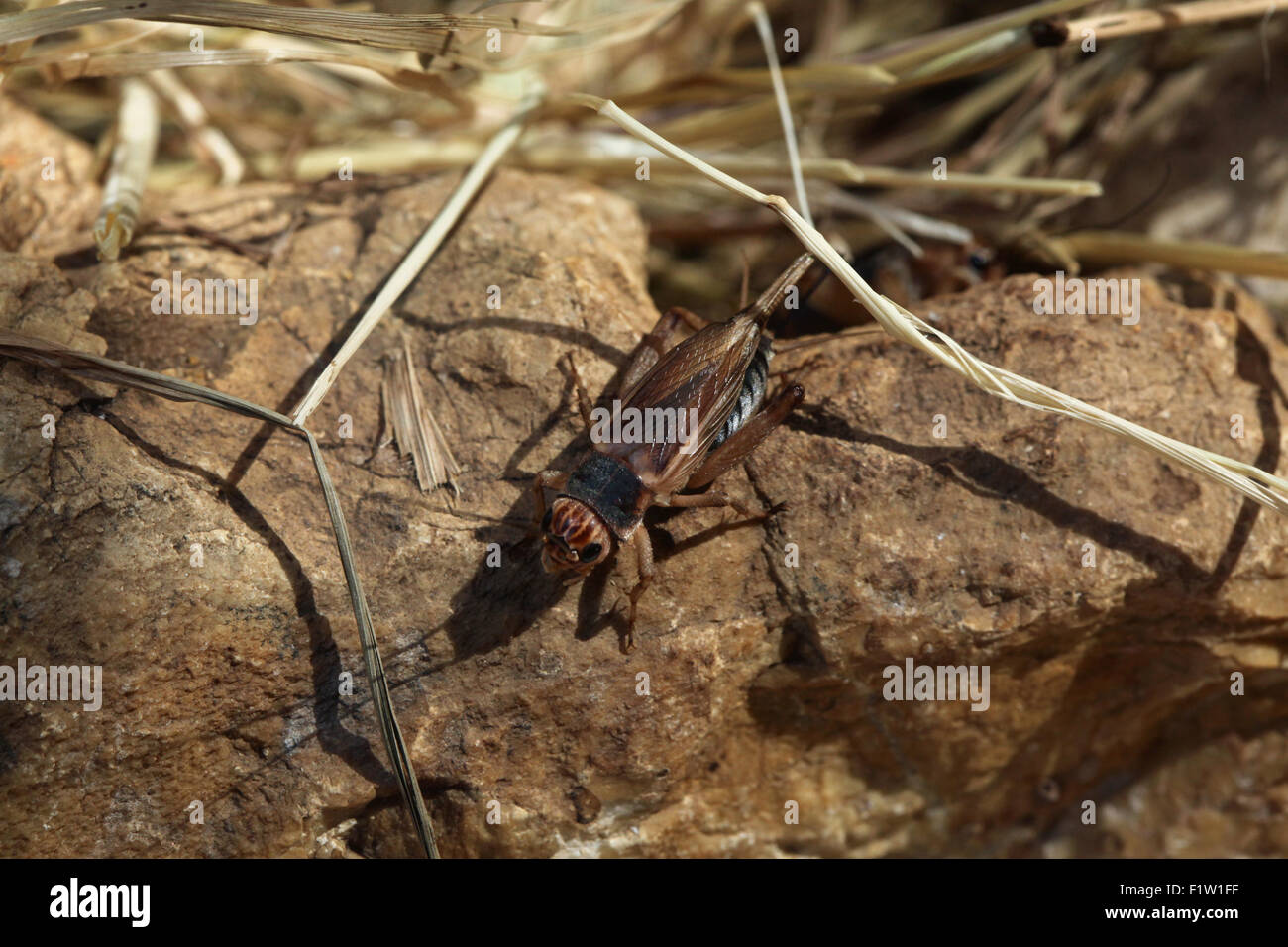 House cricket (Acheta domestica) at Plzen Zoo in West Bohemia, Czech Republic. Stock Photo