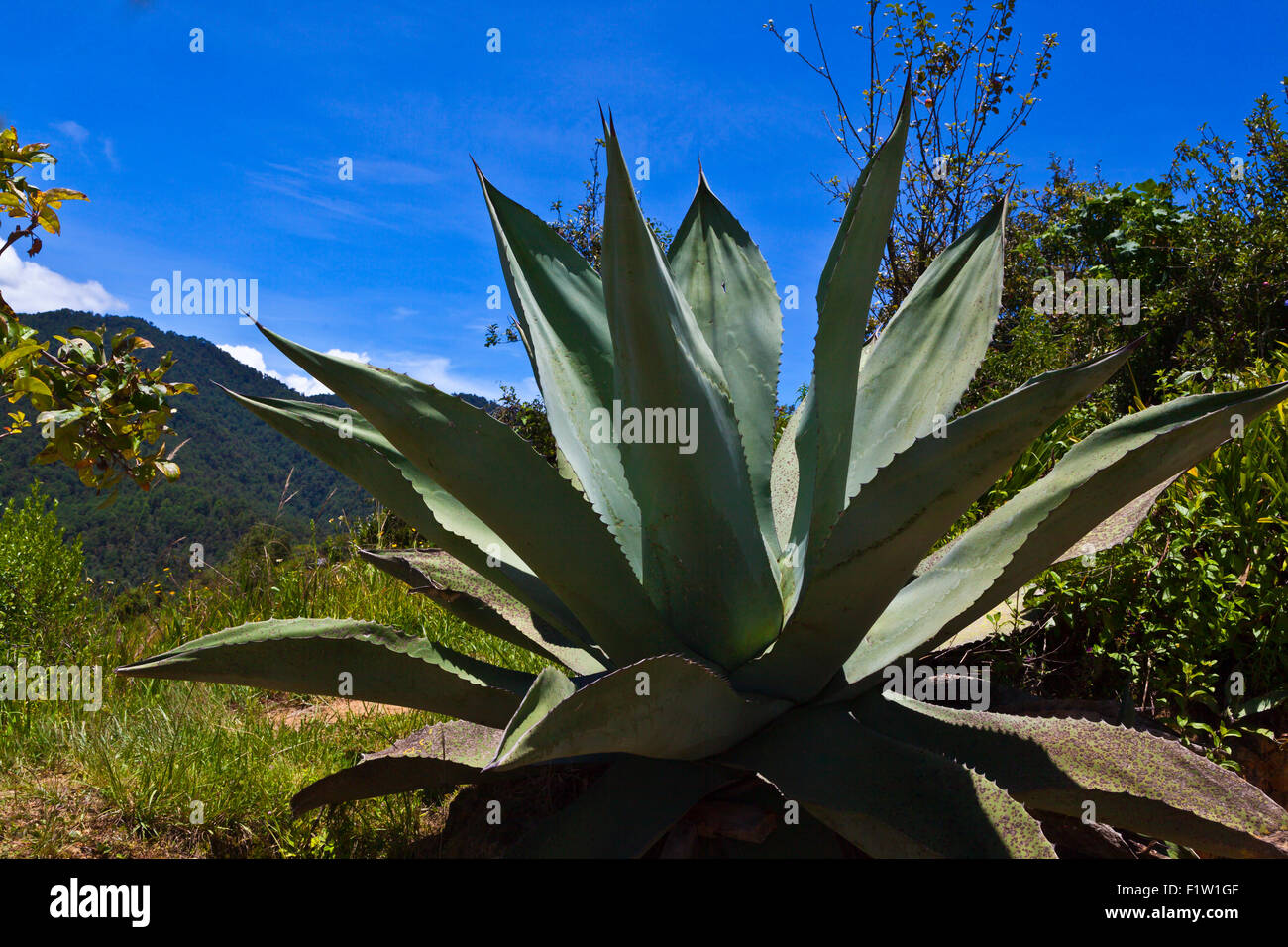Giant agave plant hi-res stock photography and images - Alamy