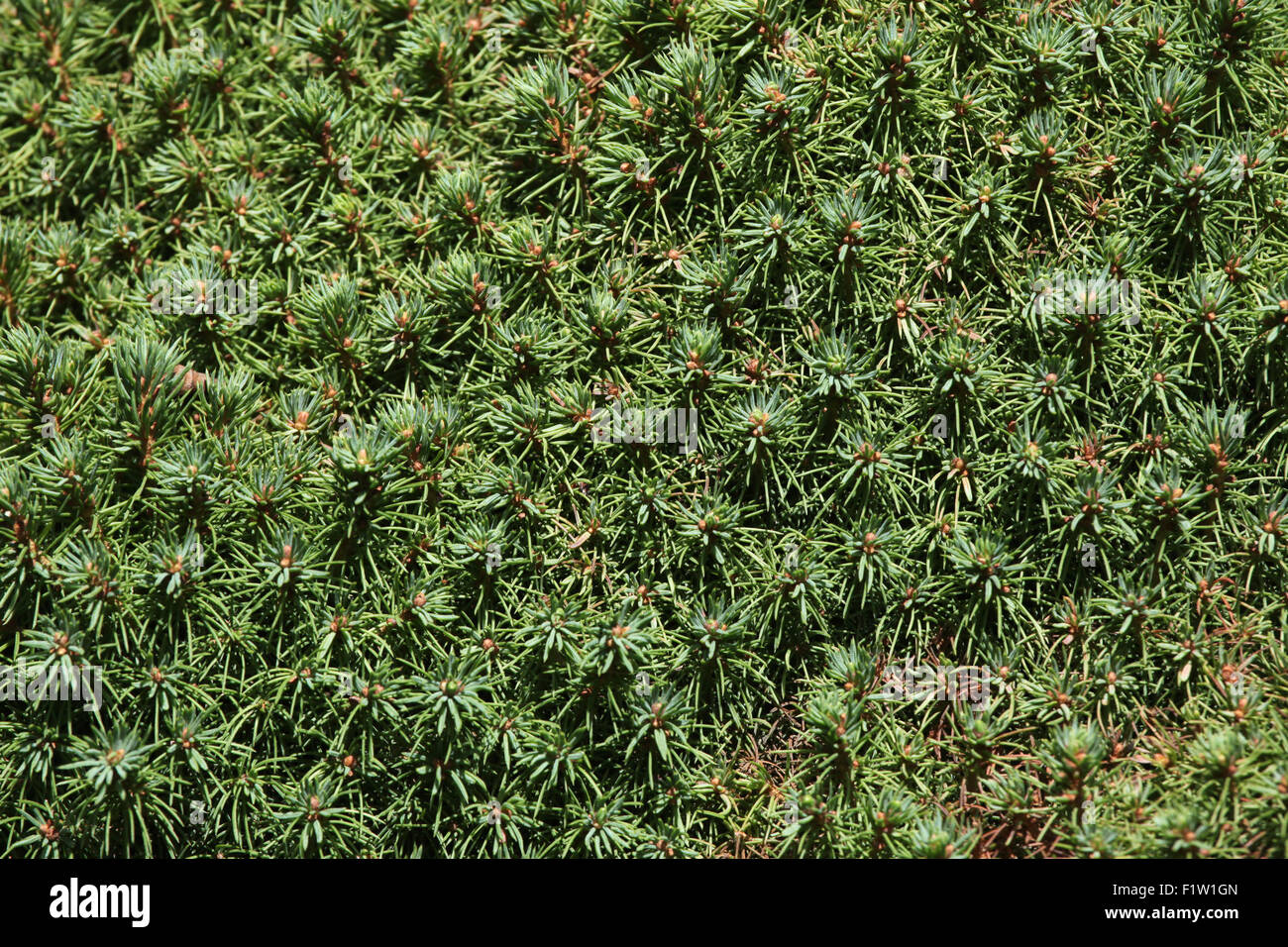 Lilliput white spruce (Picea glauca) texture. Stock Photo