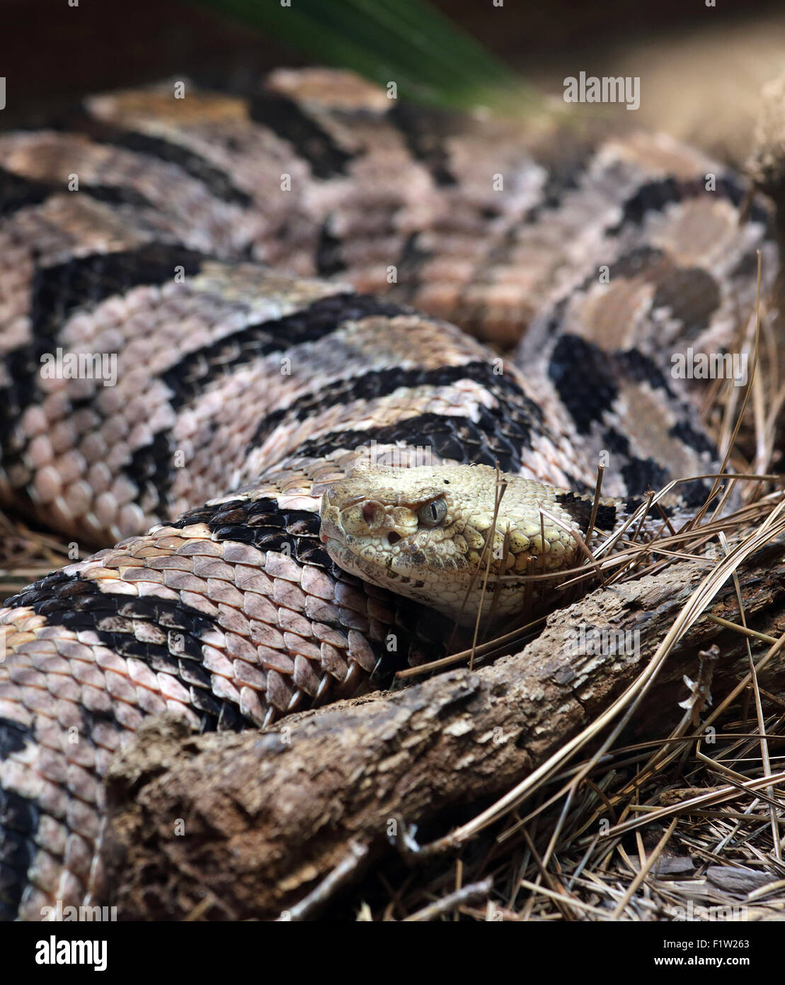 Eastern timber rattlesnake hi-res stock photography and images - Alamy