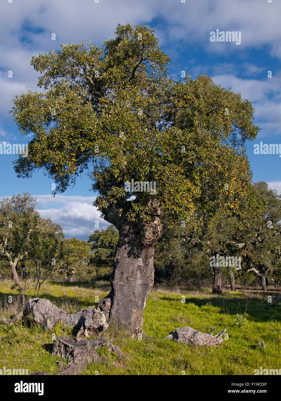 Vertical portrait of Cork Oak tree, Quercus suber, in full leaf with the bark. Extremadura.Spain